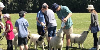 Lamb and Pet Day 2018