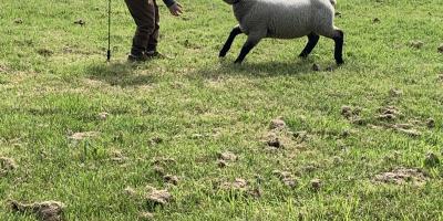 Lamb and Calf Day